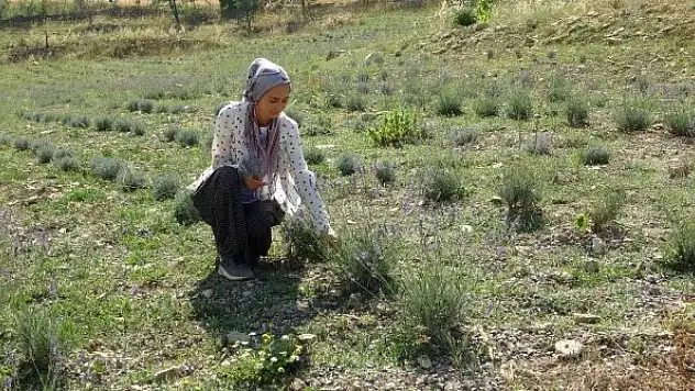 Atıl araziyi lavanta üretimine kazandırdı