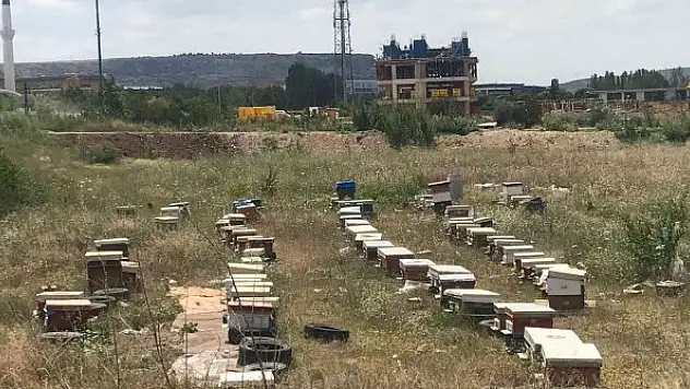 Mahallede ortasına konulan onlarca arı kovanı görenleri şaşırttı
