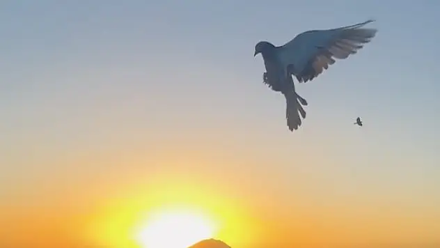 Güneşte dans eden güvercinler hayran bıraktı