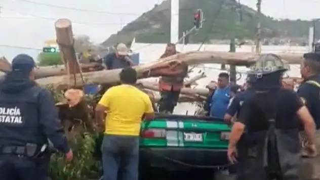 Meksika'da 25 metrelik ağaç aracın üzerine devrildi: 1 ölü, 3 yaralı