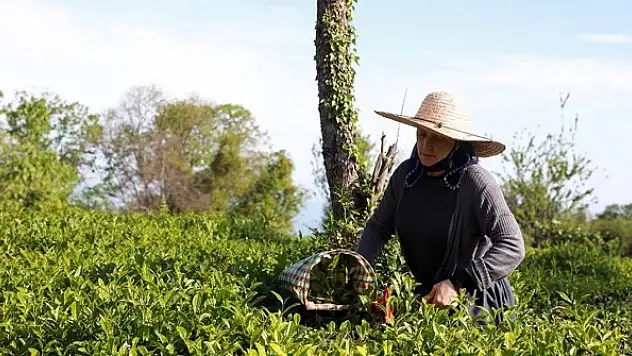 Avrupa Türk çayı içiyor