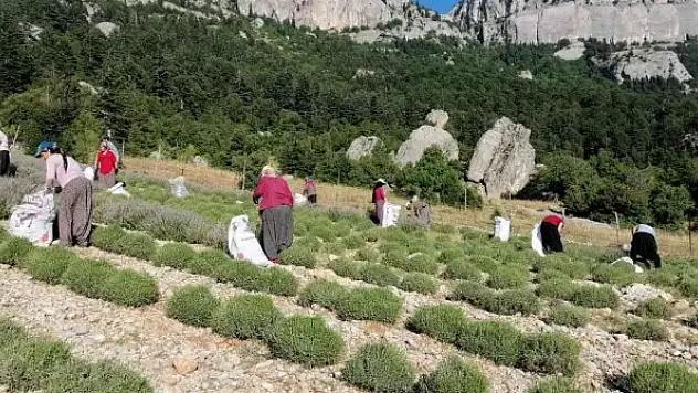 Mor tarlalarda hasat başladı