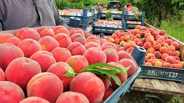 Şeftali tarlada 2 liraya kadar düştü