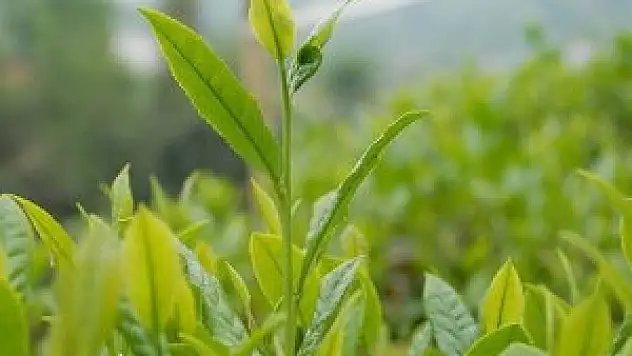 Yaş çay fark ödemesi desteği belirlendi