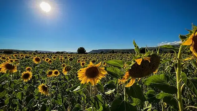 Domaniç yağlık ayçiçeğiyle sarıya büründü
