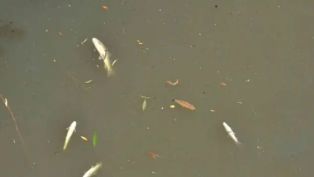 Ceyhan Nehri'nde oksijensiz kalan balıklar telef oldu