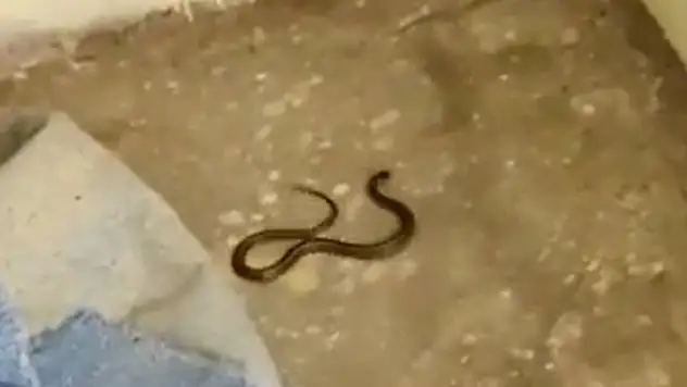 Toprak evde 'yılan' korkusu