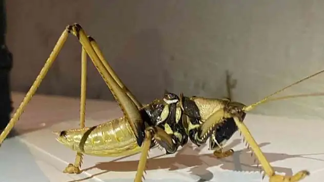 Dev çekirge görüntülendi