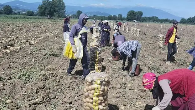 Bursa'da patates hasadı başladı