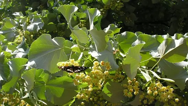 Ihlamurdan ekonomiye 2 milyon dolarlık katkı