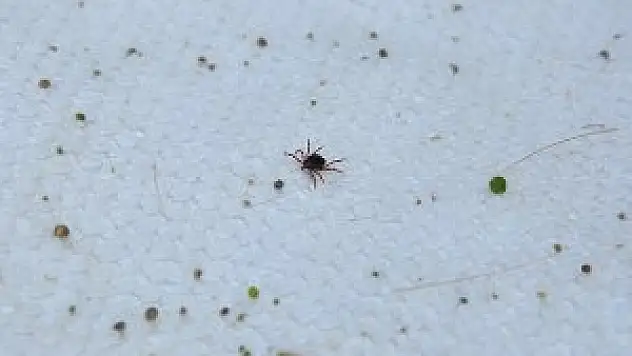 Kenelere 'bayraklı' önlem