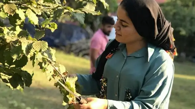Fındık yevmiye ücreti açıklandı