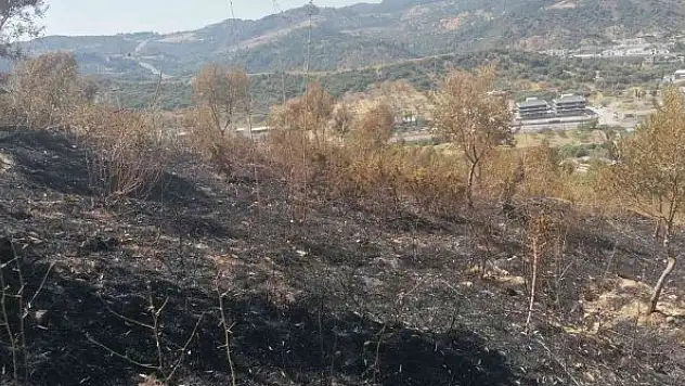 Yangından zarar gören zeytin ağaçları için çalışma başlatıldı