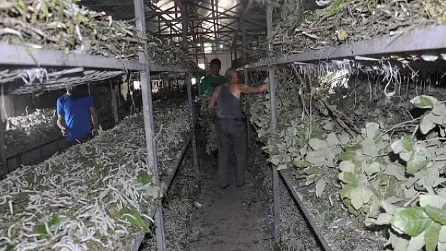 Sason'da ipek böceğinden bir ayda 1 milyon TL'lik kazanç sağlandı