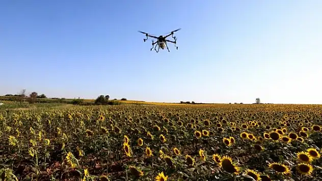 Çayır tırtılı sorunu kontrol altına alındı