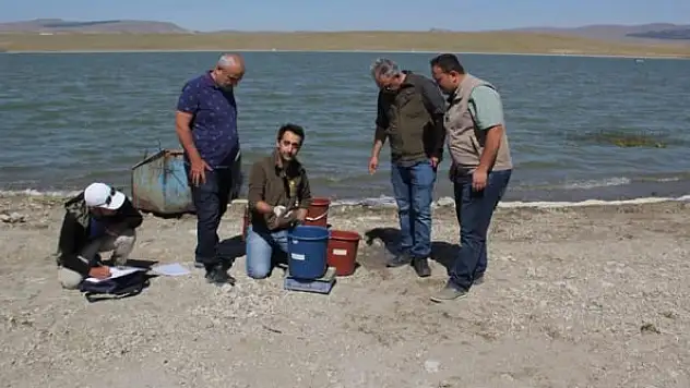 İstilacı balık türü araştırılıyor