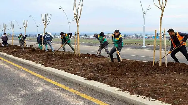 Diyarbakır'da farklı türlerde bin 700 ağaç dikildi