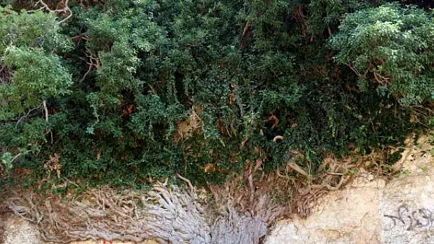 4 bin yıllık 'Bığbığ Orman Sarmaşığı' zamana direniyor