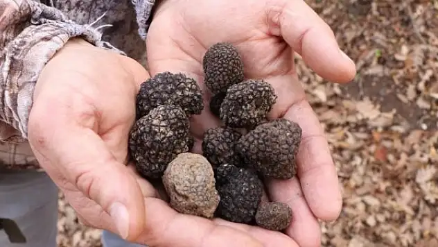 Dünyanın en pahalısı! Yılda 225 kilo toplanabilecek