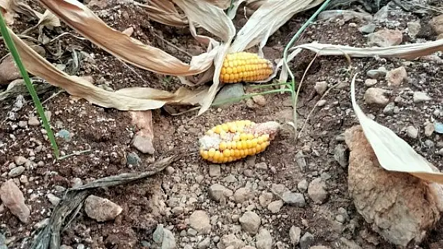 Mısır susuz kaldı, verim yarıya düştü