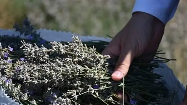 Sinop'ta ilk lavanta hasadı