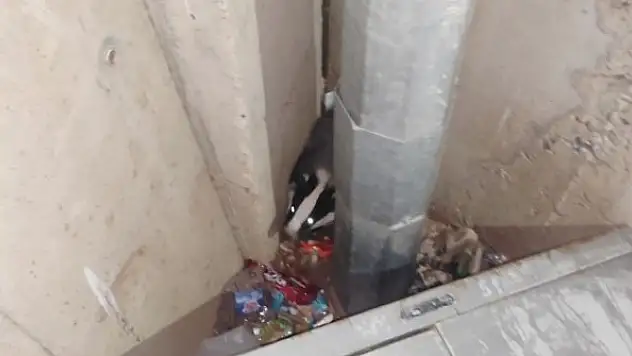 Nesli tükenme tehlikesindeki porsuk Adıyaman'da görüldü