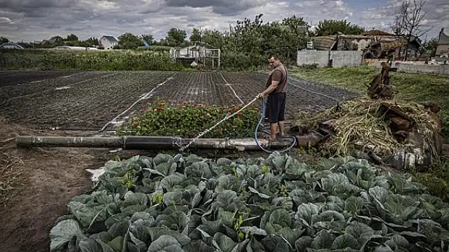 Tank enkazının bulunduğu bahçee sebze yetiştiriyorlar