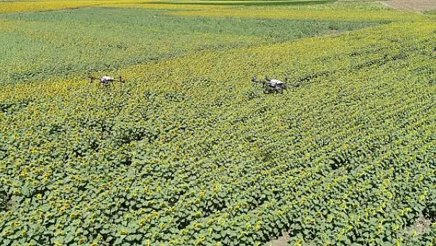 Çayır tırtılı ile mücadele sürüyor