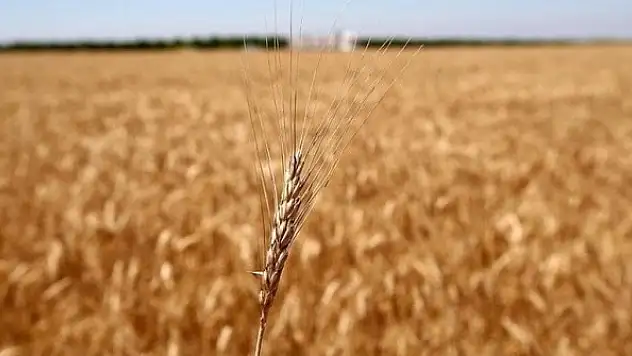 Buğdayda gümrük vergisi tekrar yüzde 130'a çıkıyor