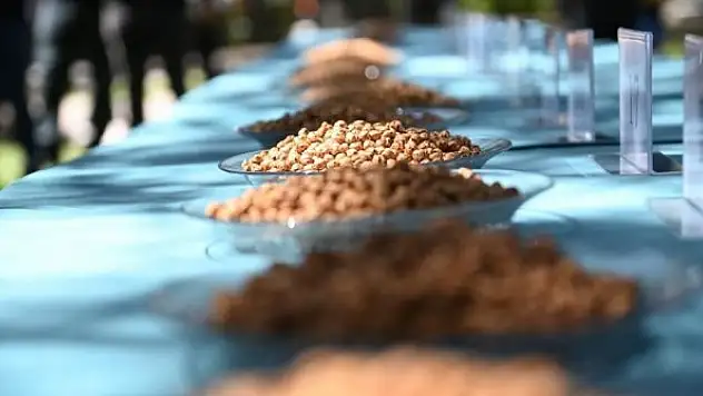Türkiye'nin en meşhur leblebileri Çorum'da yarıştı