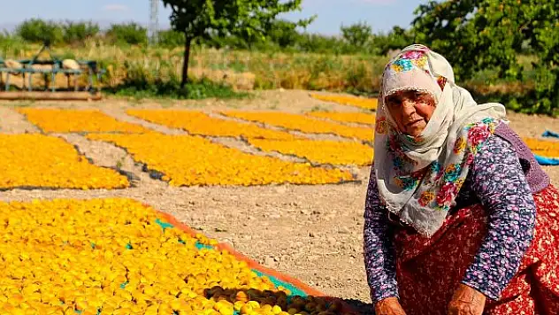 Malatya'da 20 bin mevsimlik işçi ile kayısı hasadı devam ediyor