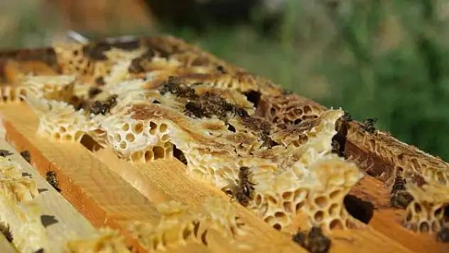 Arıcılar hasat için gün sayıyor