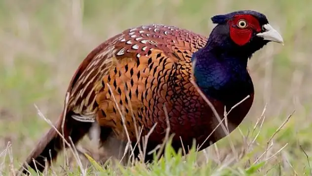 Samsun'dan Türkiye'ye kene avı için 340 bin sülün