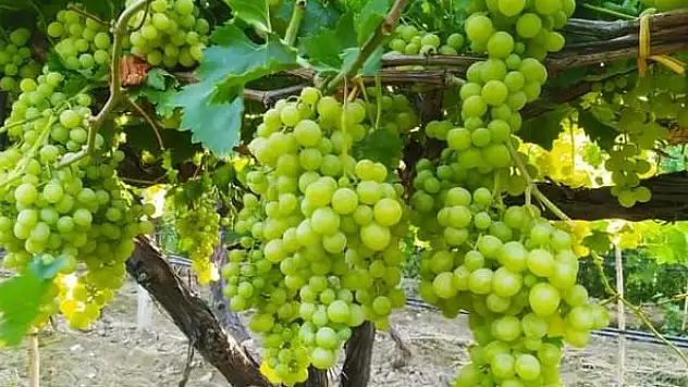 Üretici üzüm fiyatlarının erken açıklanmasını istiyor