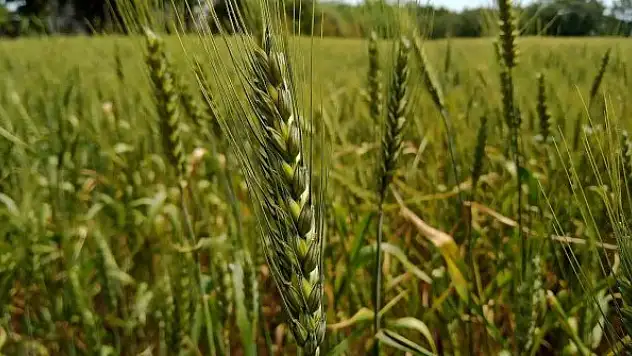 TMO'dan buğdaya 1 lira, arpaya 50 kuruş destek ödemesi