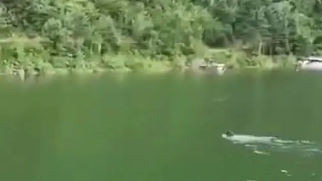 Baraj gölünde yüzen ayı görüntülendi