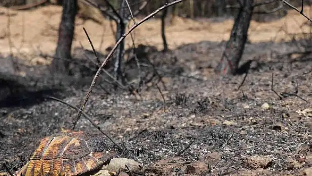 Orman yangınından geriye kalan acı kare: Alevlerden kaçamayınca telef oldu