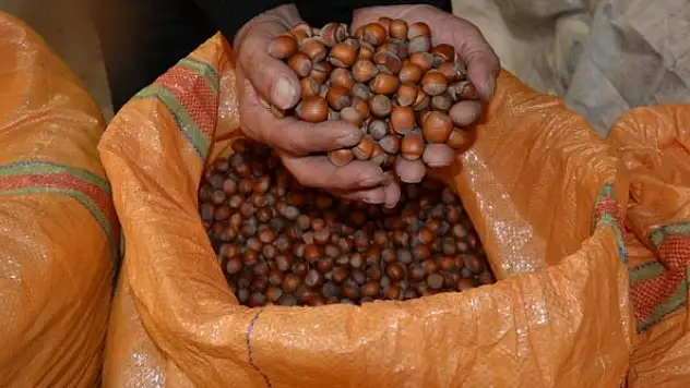 Fındık hasadı için önemli uyarı