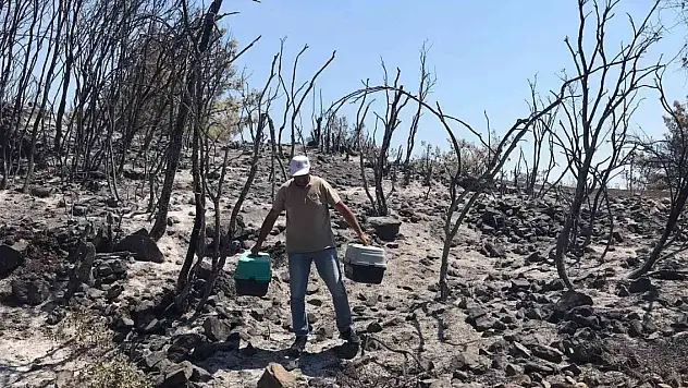 Yangın bölgesindeki yaban hayvanları tedavi ediliyor
