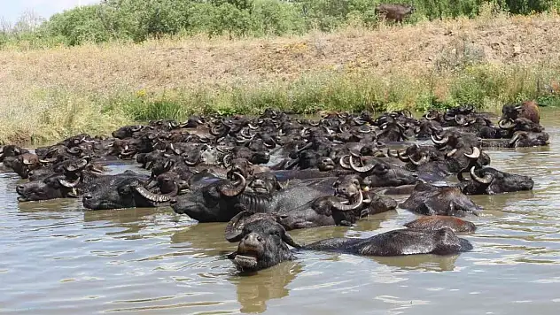 Mandaların göl içindeki keyifli hali Afrika belgesellerini aratmadı