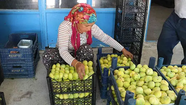 Beyaz incirde 30 bin ton rekolte bekleniyor