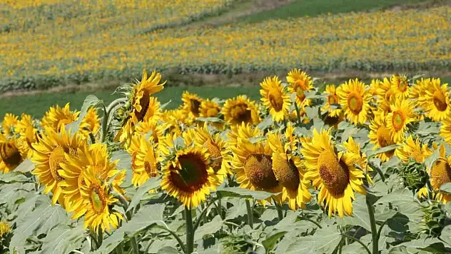 Ayçiçeği tarlaları hasat için gün sayıyor