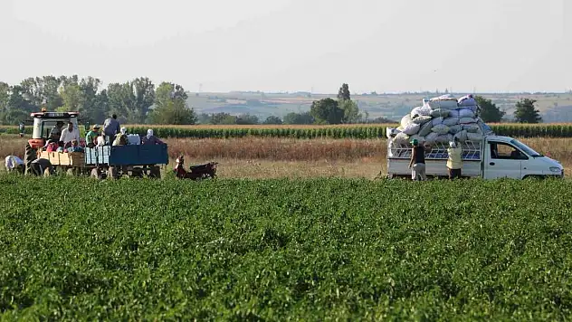 Tarım işçilerinin güneşin altında 40 derece sıcakta zorlu mesaisi