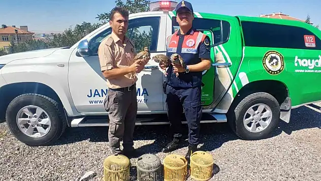 Araçta bulunan kınalı keklik kuşları koruma altına alındı
