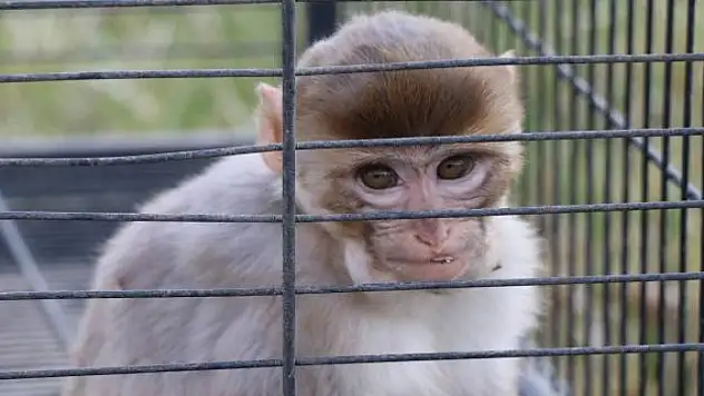 Japonya'da 'maymun' alarmı: Saldırılar arttı