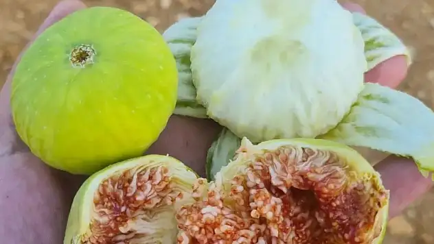 Aydınlı incir üreticileri sezona umutlu girdi