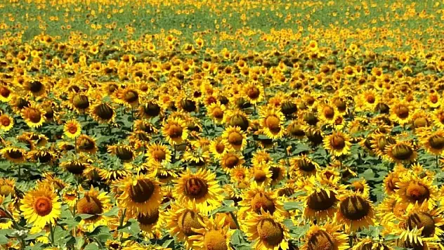 Ayçiçeği ve buğday rekoltesinde atış bekleniyor