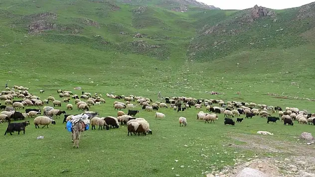 Göçerler 2 bin 800 rakımlı yaylalarda zorlu hayvancılık mesaisinde