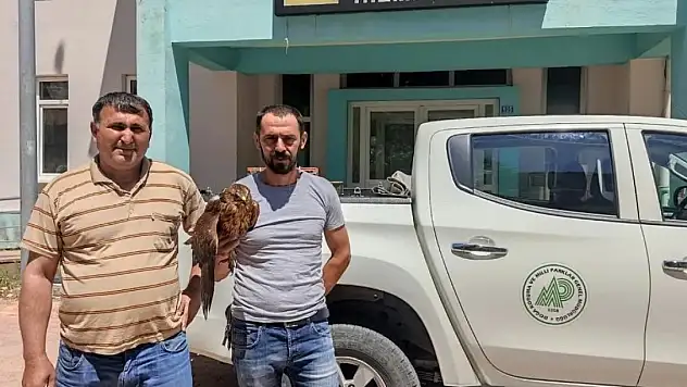 Derebucak'ta yaralı bulunan kızıl şahin koruma altına alındı