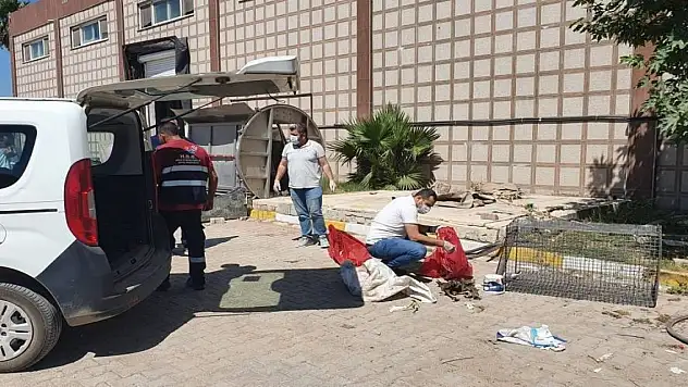 Hatay'da öldürülen yavru köpekler için suç duyurusu